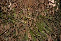 Acampe ochracea